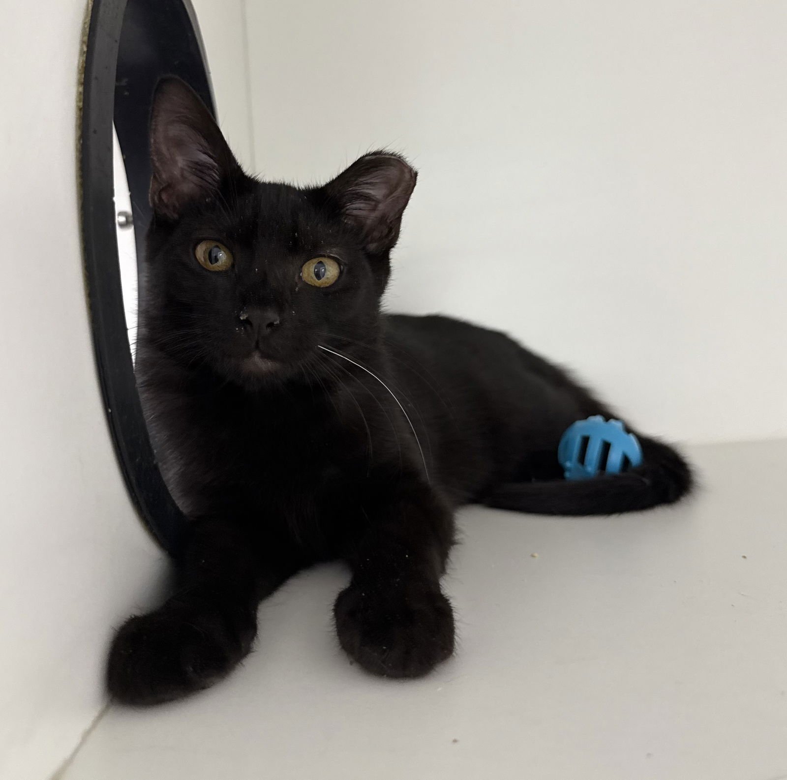 TOGGLE - Domestic Short Hair available for adoption