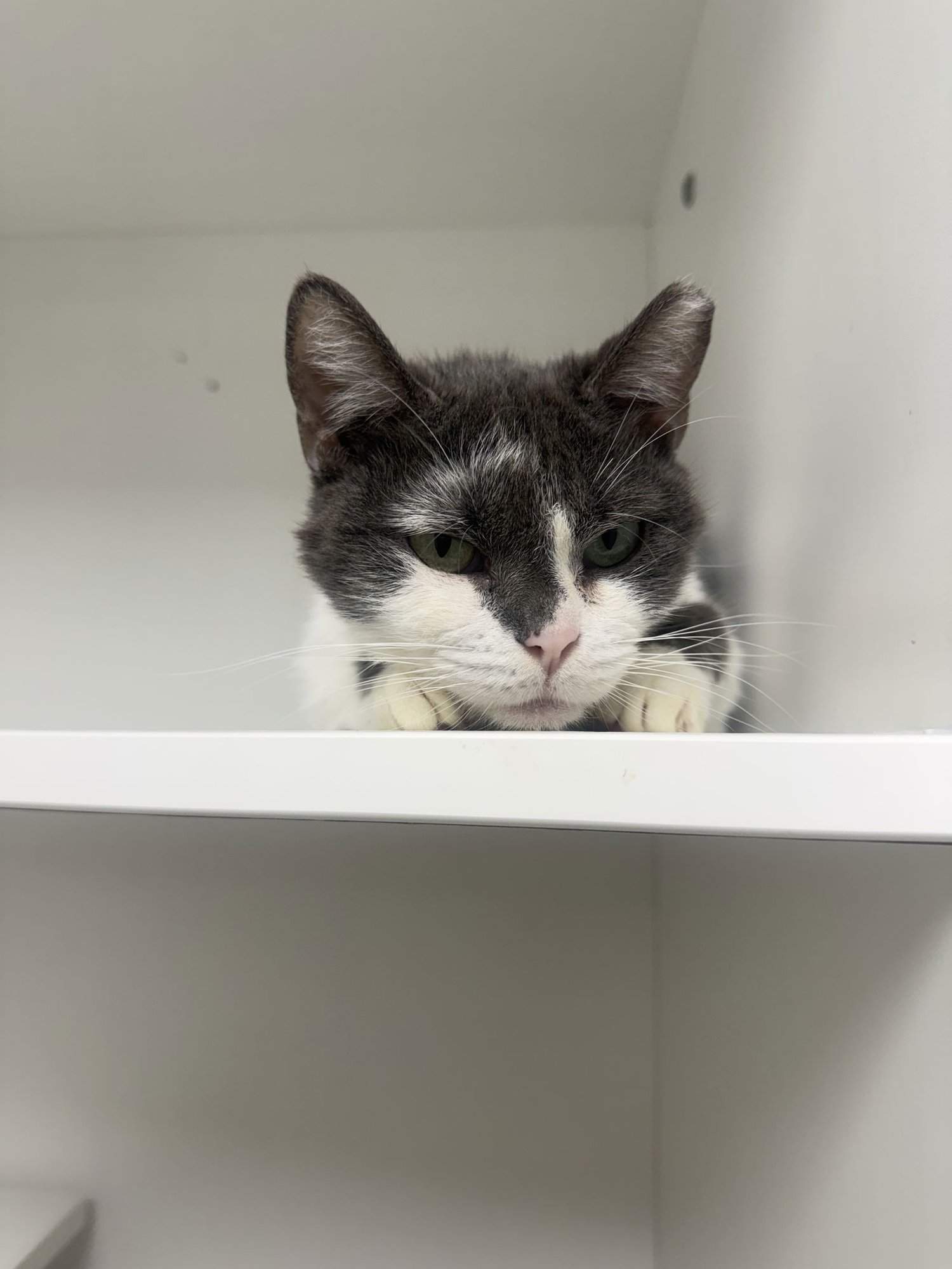 TURKISH YO - Domestic Short Hair available for adoption