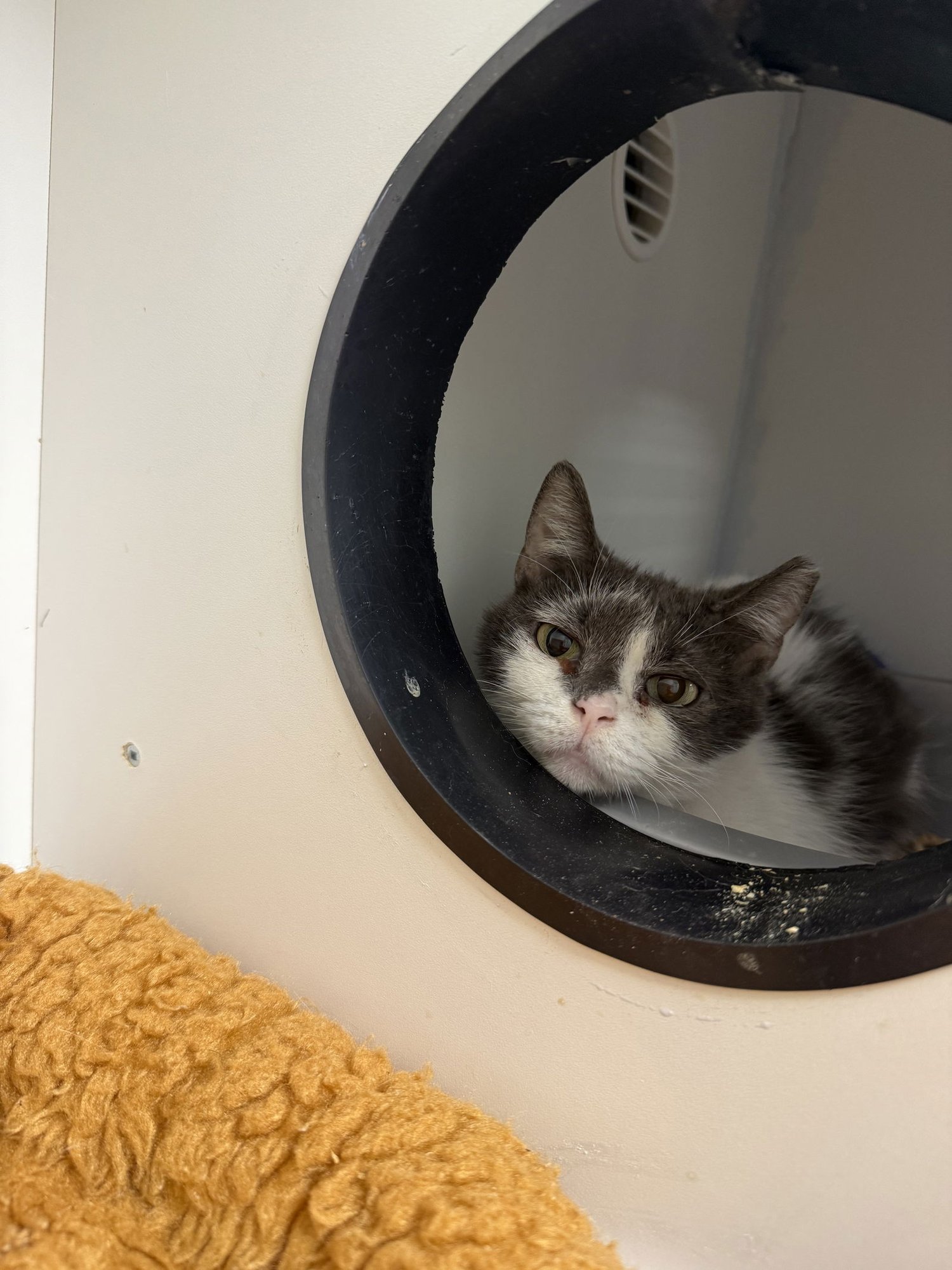 TURKISH YO - Domestic Short Hair available for adoption