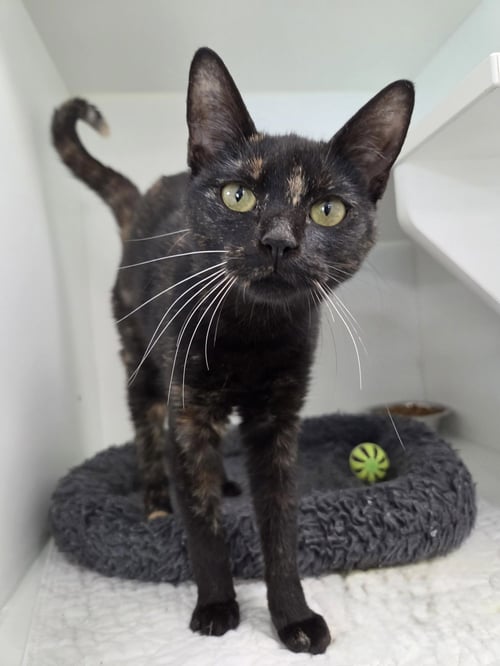 BABYGRAND - Domestic Short Hair available for adoption