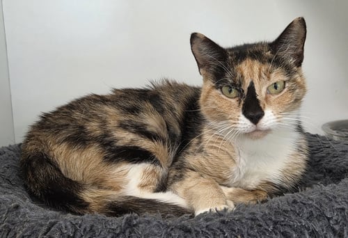 DIPPIN DOTS - Domestic Short Hair available for adoption