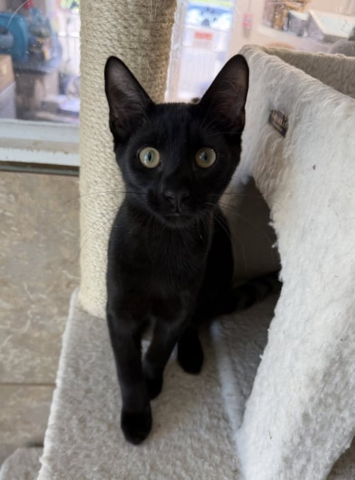 FRITO PIE - Domestic Short Hair for adoption in Palm Bay