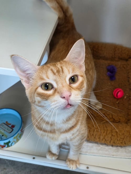 SOY SAUCE - Domestic Short Hair available for adoption