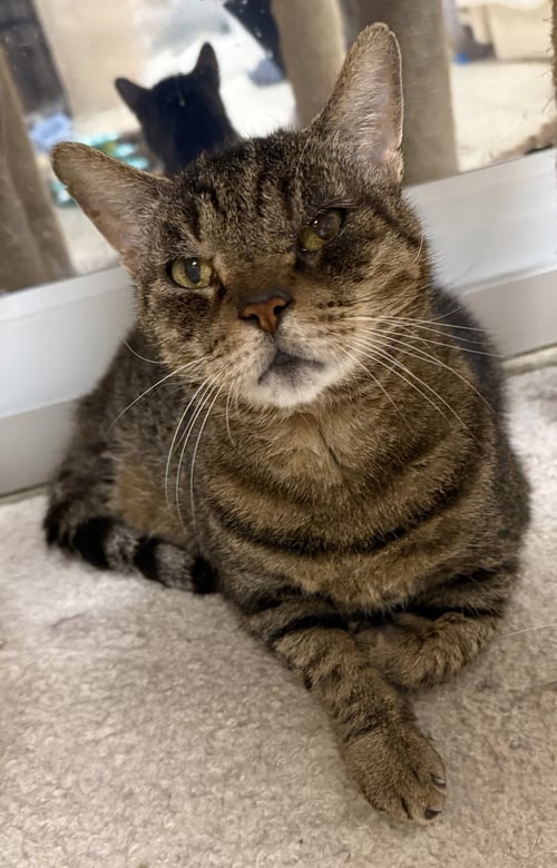 SPRUZO - Domestic Short Hair for adoption in Melbourne