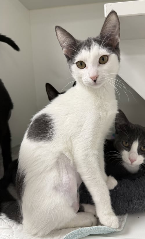 STARR - Domestic Short Hair available for adoption