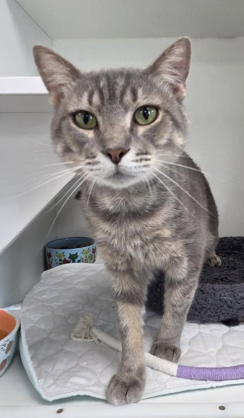 DUMPSTER DAVE - Domestic Short Hair for adoption in Palm Bay