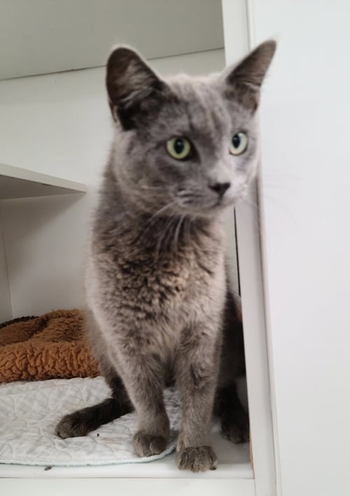 SILVER CC - Domestic Short Hair available for adoption