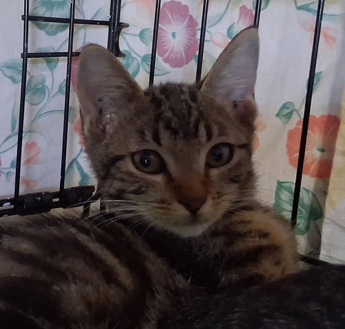 MOOSE TRACKS - Domestic Short Hair available for adoption