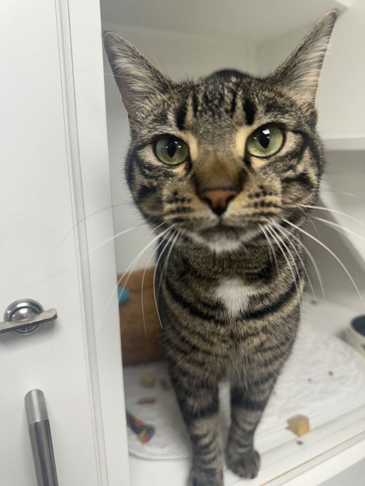 LYRIC - Domestic Short Hair available for adoption