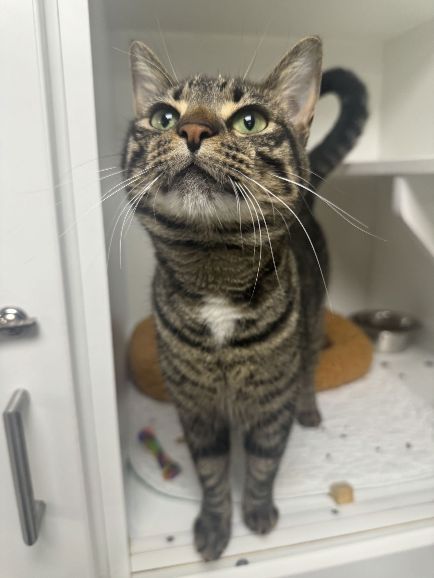 LYRIC - Domestic Short Hair available for adoption