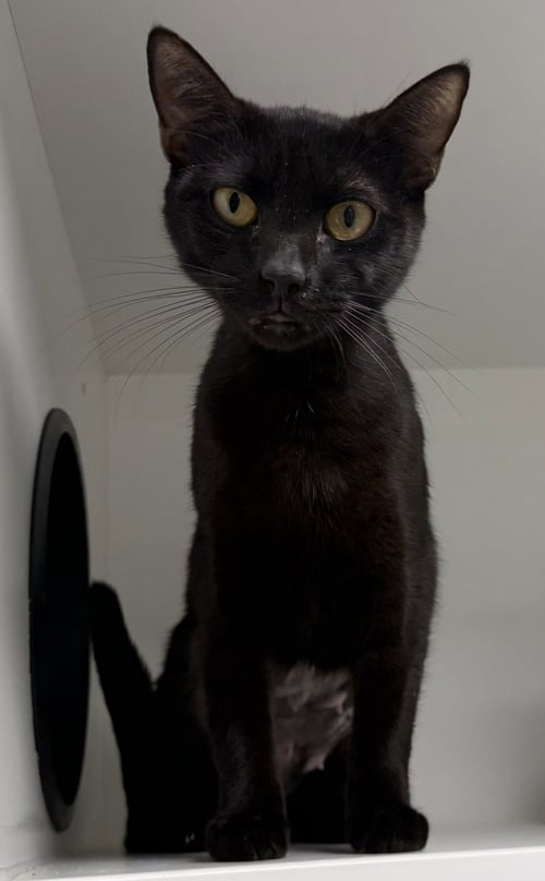 INKBERRY - Domestic Short Hair available for adoption