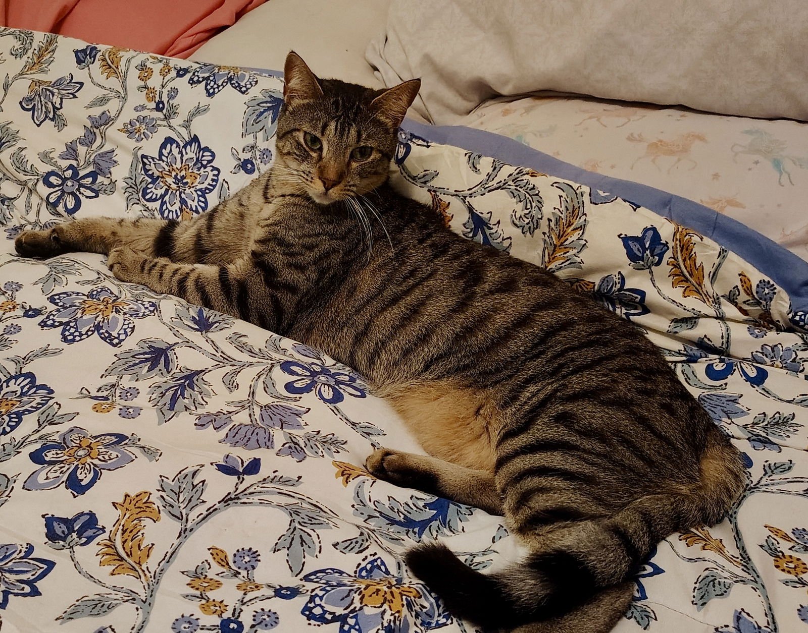 GIGI NC - Domestic Short Hair available for adoption