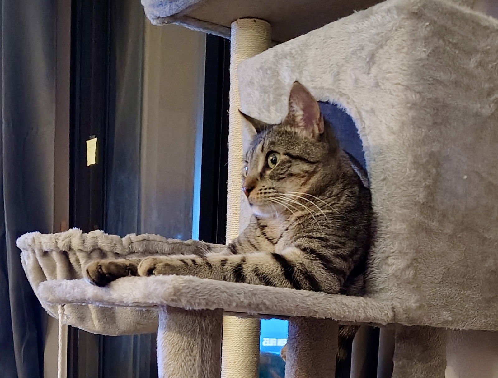 GIGI NC - Domestic Short Hair available for adoption