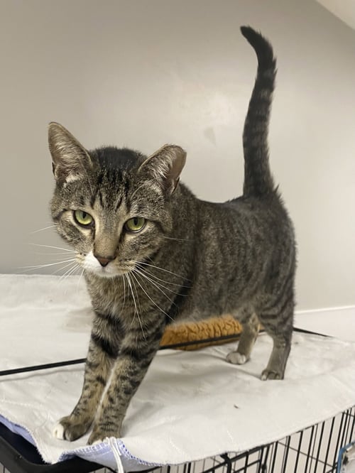 BAGLEY - Domestic Short Hair available for adoption