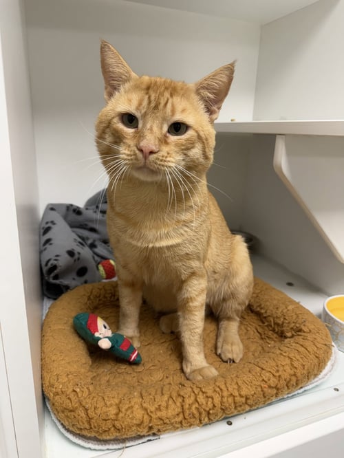 THE GREAT PUMPKIN - Domestic Short Hair available for adoption