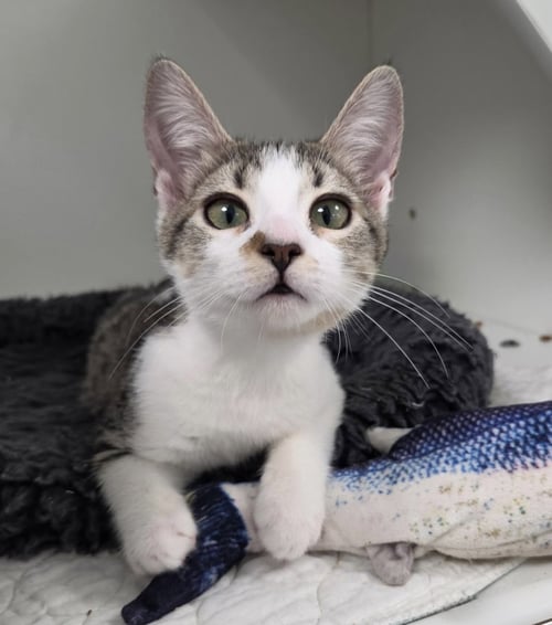 CAPTAIN COLD - Domestic Short Hair available for adoption