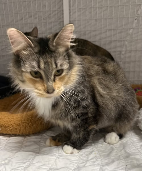 LOTUS MC - Domestic Short Hair available for adoption