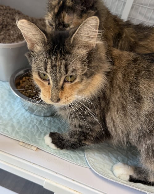 LOTUS MC - Domestic Short Hair available for adoption