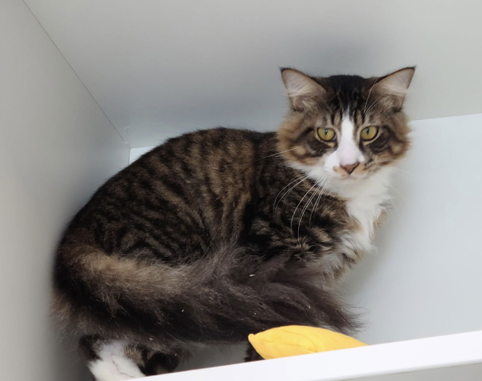 LIME CRIME - Domestic Short Hair available for adoption