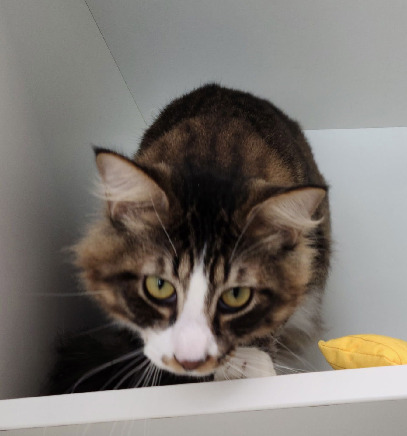 LIME CRIME - Domestic Short Hair available for adoption