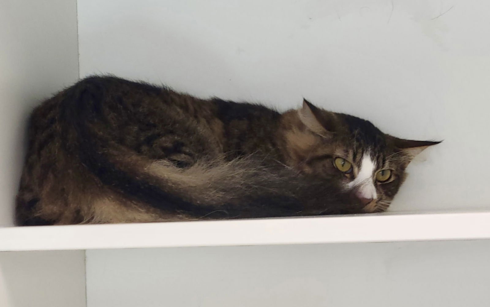 Lime Crime - Photo 4