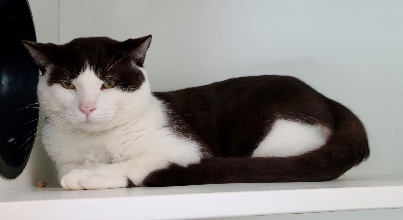 MIO DIAZ - Domestic Short Hair available for adoption