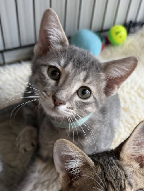 ZODIHOP - Domestic Short Hair available for adoption