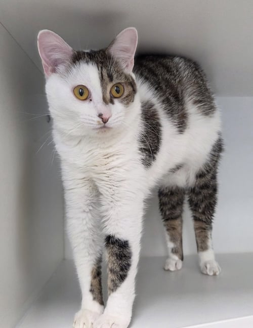 BALSAM - Domestic Short Hair available for adoption