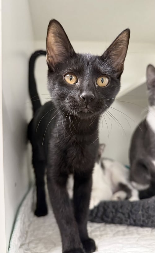 LIVERPOOL - Domestic Short Hair available for adoption