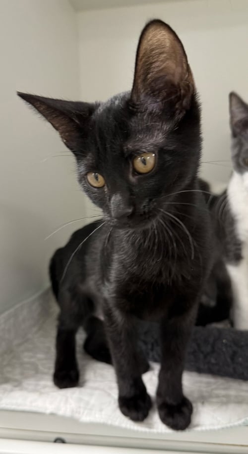 LIVERPOOL - Domestic Short Hair available for adoption