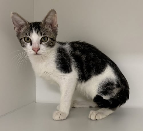 ISLAND GREEN - Domestic Short Hair available for adoption