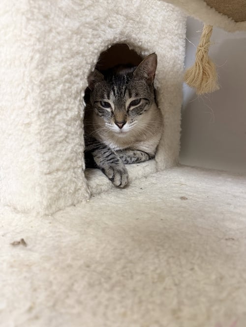 SINATRA - Siamese available for adoption