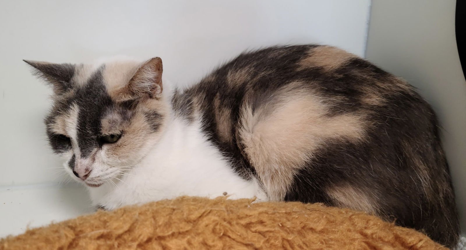 ANNIE YO - Domestic Short Hair for adoption in Melbourne