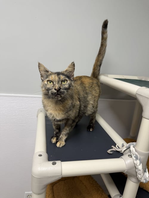 CORALINE - Domestic Short Hair available for adoption
