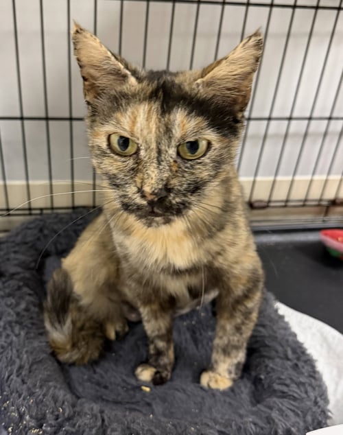 CORALINE - Domestic Short Hair available for adoption