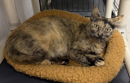 CORALINE - Domestic Short Hair available for adoption