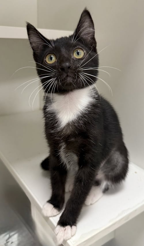BRETTI YETTI - Domestic Short Hair available for adoption
