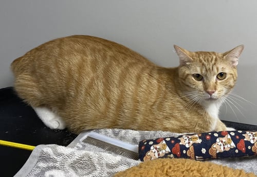 ENDO - Domestic Short Hair available for adoption