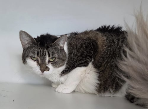 HONEY POT - Domestic Short Hair available for adoption