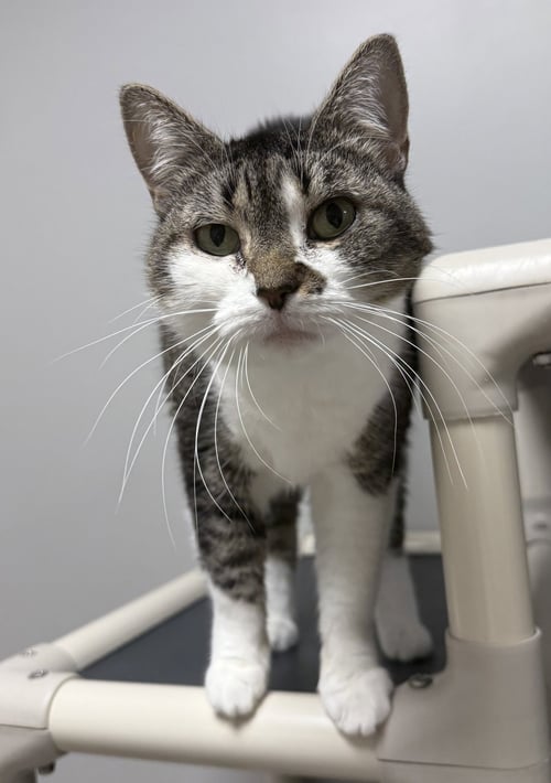 HONEY POT - Domestic Short Hair for adoption in Melbourne