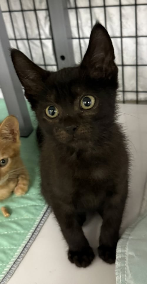 GALLERY - Domestic Short Hair available for adoption