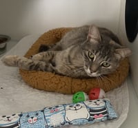 Gwennie - Photo 1
