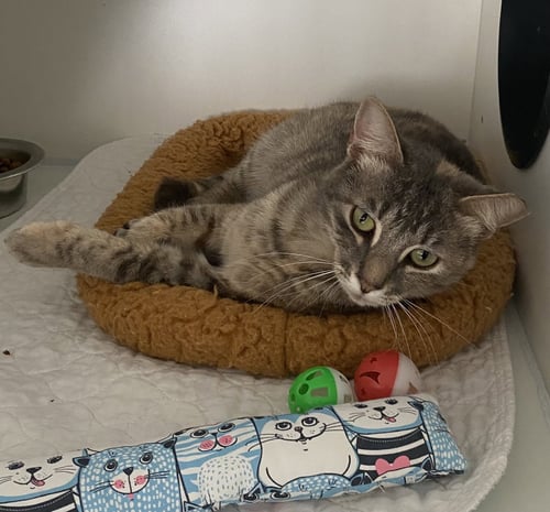 GWENNIE - Domestic Short Hair available for adoption
