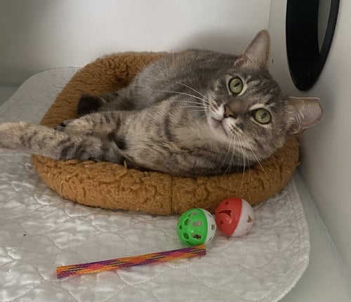 GWENNIE - Domestic Short Hair available for adoption