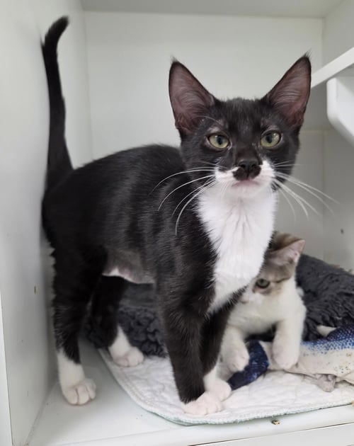 GUARDIAN - Domestic Short Hair available for adoption