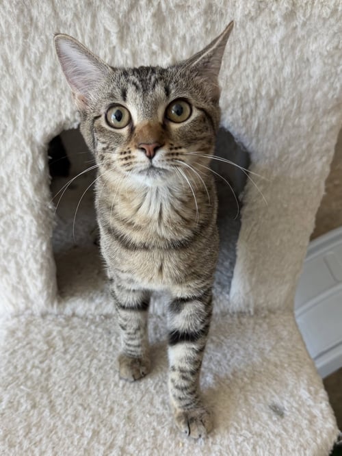 LENOVO - Domestic Short Hair available for adoption