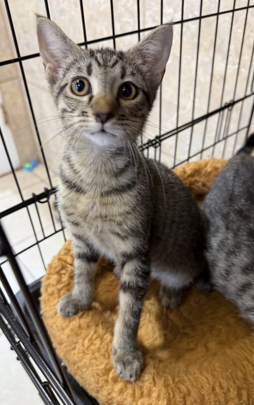 AMALGAM - Domestic Short Hair available for adoption