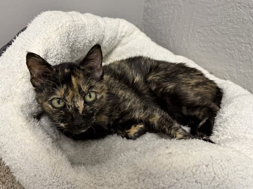 KIZA - Domestic Short Hair for adoption in Melbourne