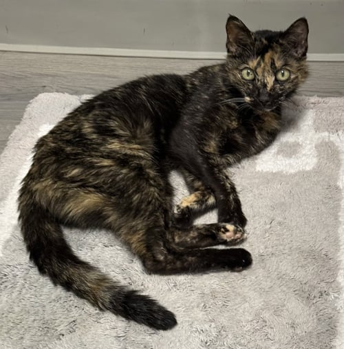 KIZA - Domestic Short Hair available for adoption