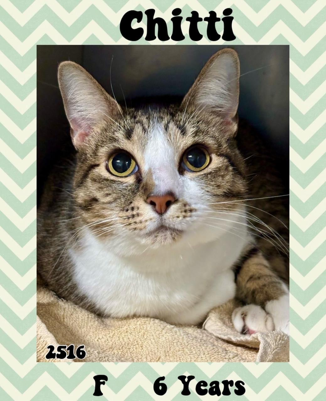 CHITTI NC - Domestic Short Hair available for adoption